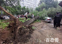 北京雨后大树倾倒 砸损七辆轿车 经济损失达到多少？
