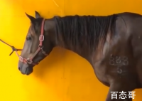 冲入海中救男孩的两匹马病危 现在这两匹马怎么样了恢复正常了吗？