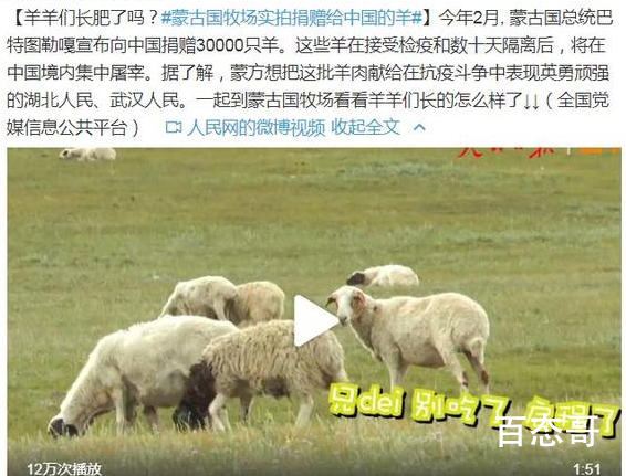 蒙古国牧场实拍捐赠给中国的羊 这些羊将会怎么处理？