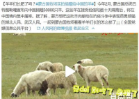 蒙古国牧场实拍捐赠给中国的羊 这些羊将会怎么处理？