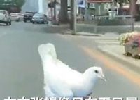 大连鸽子搭顺风车看风景 这个鸽子是家鸽也是野鸽？