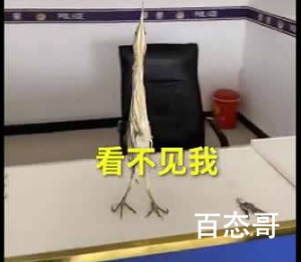 小鸟遇人僵直脖子伪装枯草 这是什么品种的鸟名字叫什么？