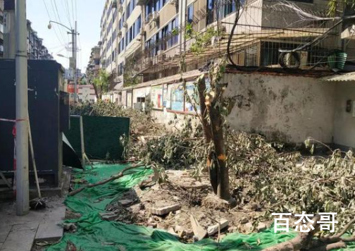 官方回应桂花巷桂花树被砍完 相关部门正在研究对应方案