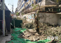 官方回应桂花巷桂花树被砍完 相关部门正在研究对应方案