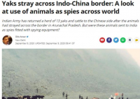 印军向中国归还17头牦牛 印军怀疑这些是不是间谍牛