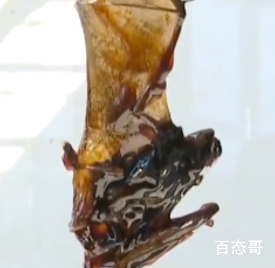 厂家回应蚝油桶内现整只蝙蝠 该蝙蝠是什么品种体内含有病毒吗？