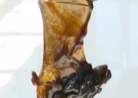 厂家回应蚝油桶内现整只蝙蝠 该蝙蝠是什么品种体内含有病毒吗？