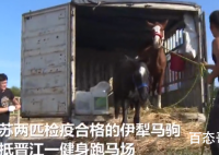 赠下海救人马主的两匹伊犁马抵达 伊犁马以到福建希望他们能适应新的环境