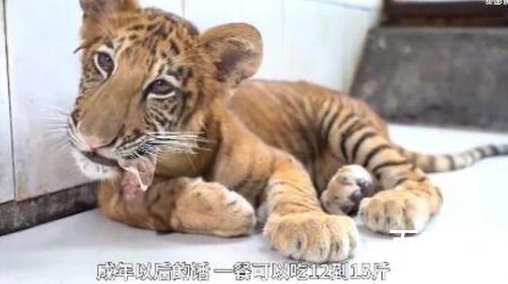 世界唯一虎狮虎兽宝宝满百天 目前每天可以吃三斤肉