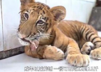 世界唯一虎狮虎兽宝宝满百天 目前每天可以吃三斤肉