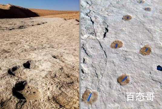 沙特发现距今12万年前的人类脚印 还有发现其他动物的脚印吗？