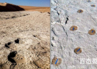 沙特发现距今12万年前的人类脚印 已经确认了是人类的脚印了吗？