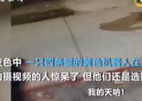 机器狗夜晚独自在街头游荡 这个机器狗是谁开发的都可以做什么？