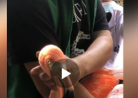 火烈鸟排队体检打疫苗 这种疫苗是预防什么的？
