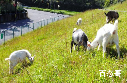 日本推出租羊吃草业务  每只羊平均可以吃多大面积的杂草