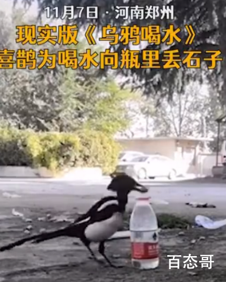 喜鹊上演现实版乌鸦喝水 喜鹊给乌鸦上了一课