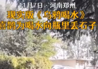 喜鹊上演现实版乌鸦喝水 希望孩子也能成为乌鸦那样聪明的人才 