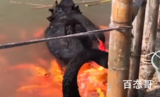 黑天鹅衔食喂锦鲤背后原因 黑天鹅和锦鲤背后是否有不为人知的秘密