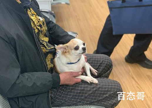 上海不牵绳遛狗将被抓拍处罚 现在遛狗不牵绳狗绳的还多吗