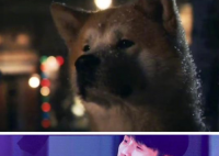 杨丞琳晒李荣浩与柴犬对比图 杨丞琳想表达的是李荣浩有犬系忠诚善良又向上这些良好的优点吗