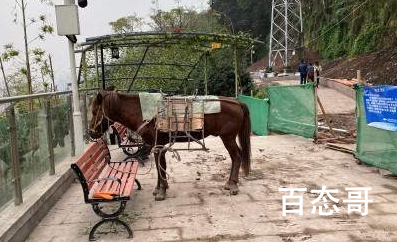 重庆2匹打工骡月薪45000还包吃住 在重庆这种打工骡数量多吗