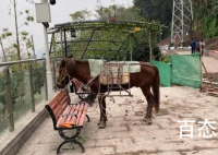 重庆2匹打工骡月薪45000还包吃住 打工骡每天工作时间也是按照八小时工作制
