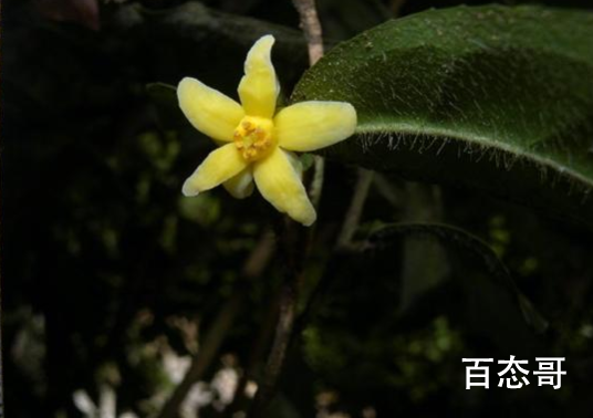 中国首次发现云南管蕊茶 这种终于植物有什么用途？