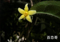 中国首次发现云南管蕊茶 全世界紧三十余朵十分稀少