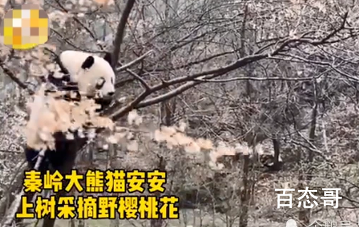 秦岭大熊猫上树折樱桃花 樱桃花能承受的住熊猫的重量吗