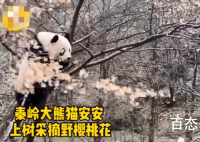 秦岭大熊猫上树折樱桃花 樱桃花能承受的住熊猫的重量吗