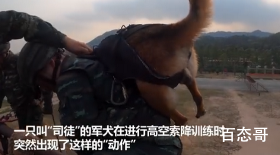 高空索降军犬抱紧特战队员胳膊 这只军犬叫什么名字多大年纪了