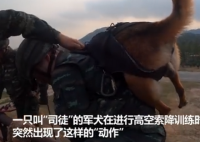 高空索降军犬抱紧特战队员胳膊 这只军犬叫什么名字多大年纪了
