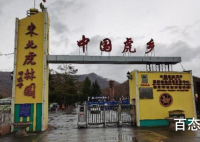 进村东北虎已送至饲养繁育中心 进村东北虎目前健康状况怎么样