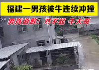 男孩被疯牛袭击躲车底求饶 男孩求饶画面太美不敢看