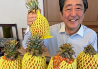 安倍晒与台湾凤梨合照 安倍与台湾凤梨有什么不解之缘