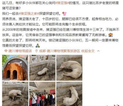 14岁猪坚强可能即将走完生命旅程 猪坚强个人资料简介