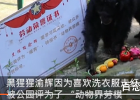 重庆一黑猩猩爱洗衣服被评为劳模 2021评为劳模黑猩猩当之无愧