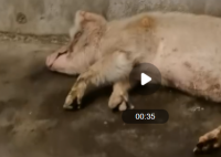 博物馆考虑对猪坚强实施安乐死 猪坚强享年十四