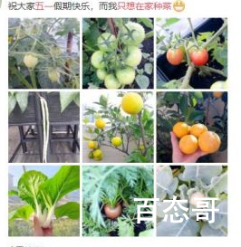 王祖蓝五一只想在家种菜 王祖蓝都种了哪些品种的蔬菜