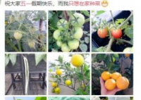 王祖蓝五一只想在家种菜 王祖蓝都种了哪些品种的蔬菜