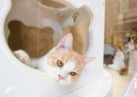 五一“猫房间”价格赶上宾馆 猫房间新兴行业