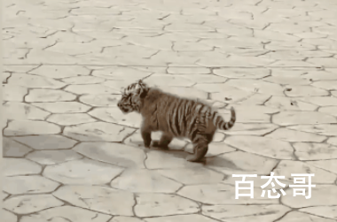 1个月大小老虎动物园里逛街 到底是怎么回事？
