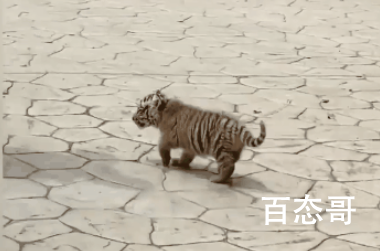 1个月大小老虎动物园里逛街 这是在巡视自己的领地嘛