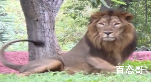印度一动物园8头狮子确诊新冠 动物园已经闭园处理