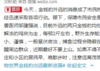 杭州第二只出逃豹子被麻醉捕获 到底是怎么回事？
