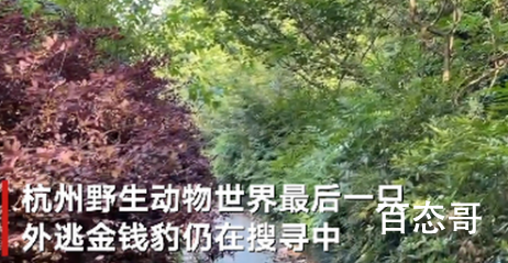 杭州外逃的第三只金钱豹仍未寻获 抓捕行动继续行动中