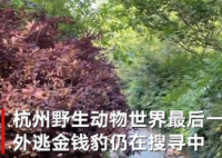 杭州外逃的第三只金钱豹仍未寻获 第三只金钱豹跑到哪里去了？