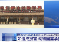 专家判断第3只豹子或已死亡 完达山一号和这三只豹的出走有关系？