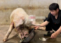 探访弥留之际的猪坚强 这样活着是受罪啊