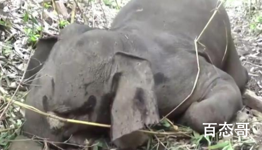 印度18头野象被闪电击中死亡 有个问题雷电为何劈不死海洋生物